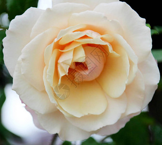 CLGEloise在荷兰Boskooop的玫瑰仪图片