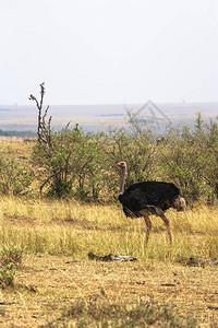 肯尼亚非洲马赛拉草原的O图片