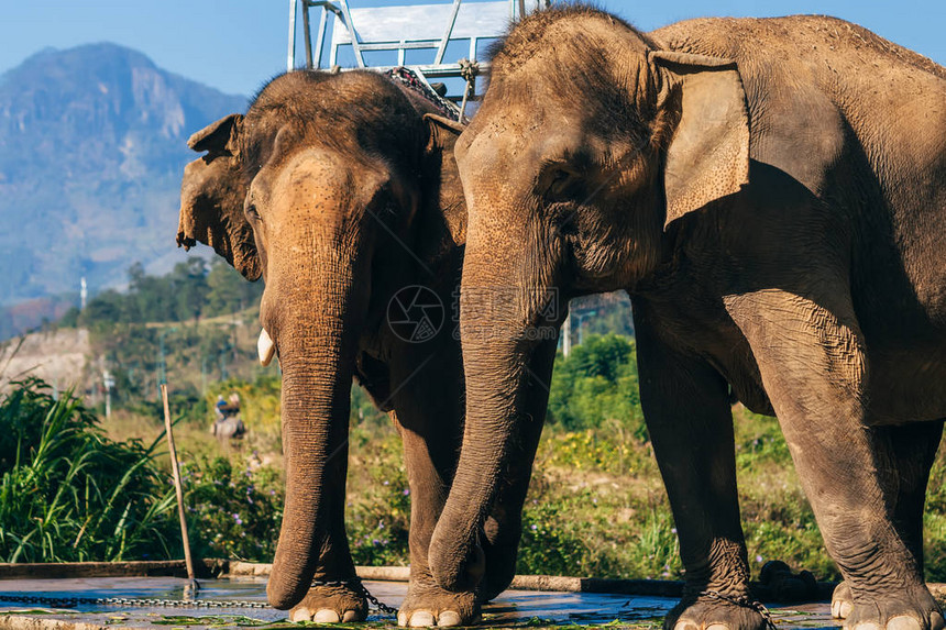 越南大叻公园里的大象户外图片
