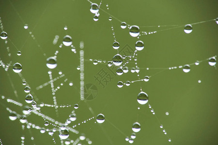 早上有雨滴的蜘蛛网图片