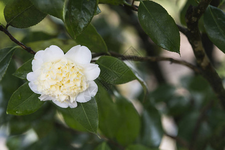 树上的白茶花背景图片