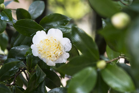 树上的白茶花背景图片