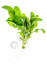 一群新鲜的绿菜草药图片