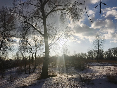 冬天阳光下雪的早晨图片