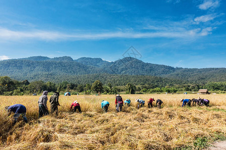 泰国清迈有机农业稻田农场的农民用传统方法收割水稻图片
