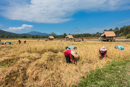 泰国清迈有机农业稻田农场的农民用传统方法收割水稻图片