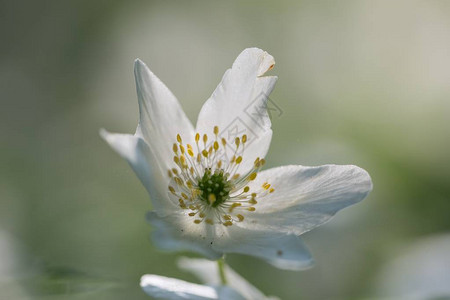 春天森林里盛开的白海葵图片