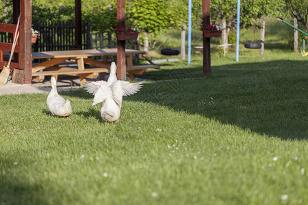 绿色院子里的两只白鸭图片