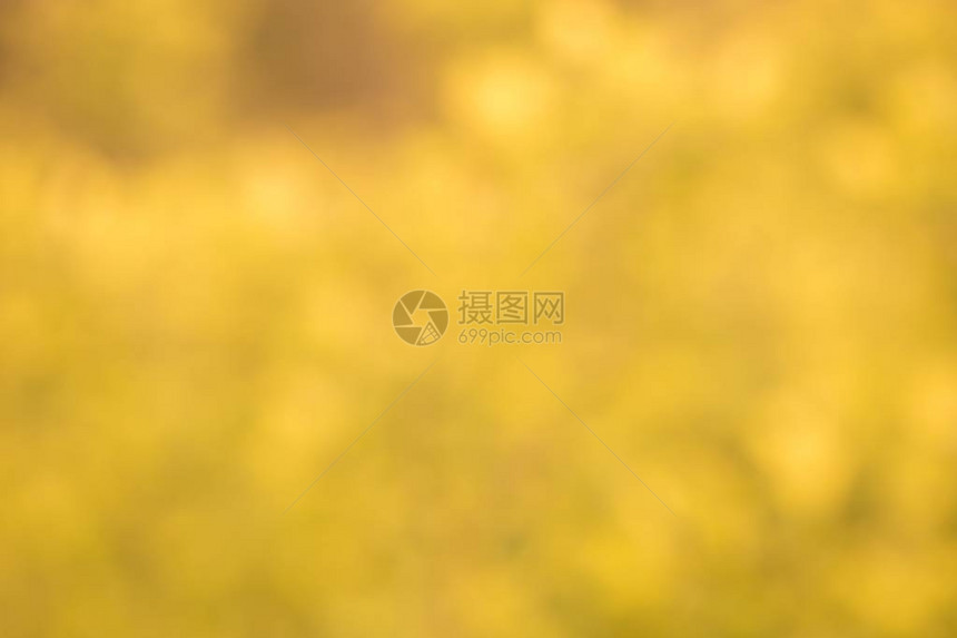 天然的金色布基背景绿色植图片