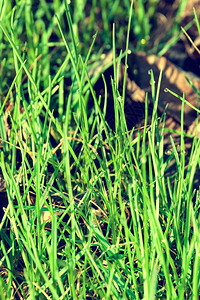 清晨的青草上的露珠图片