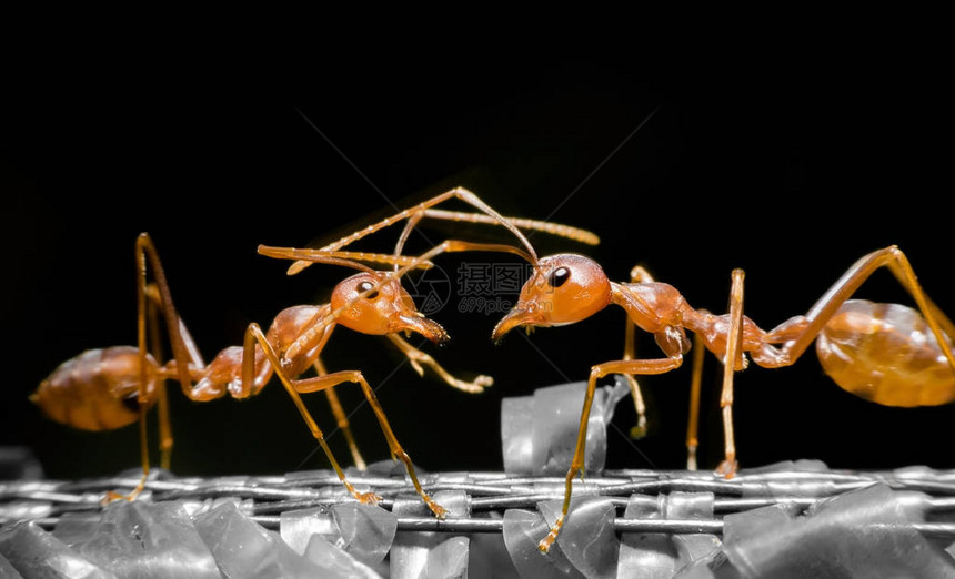 关闭蚂蚁的通信谈话图片