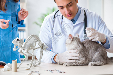 猫在兽医诊所检查图片
