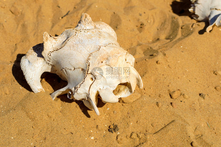 沙漠滩上的动物头骨热沙漠图片