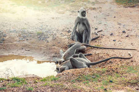 一群猴子在斯里兰卡亚拉公园图片