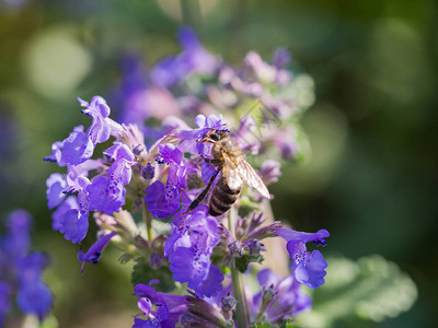 Nepetacataria的花朵猫咪和蜂蜜高清图片