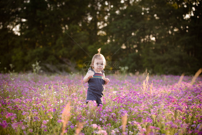 一岁小女孩在紫花田中夏日的夜色金图片