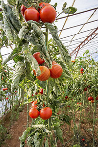 西红柿田温室农业图片