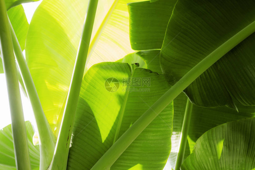 香蕉叶在树上与阳光图片