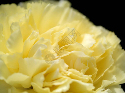 黄色康乃馨的近距离花朵背景白金色图片