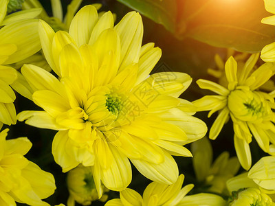 用阳光关闭黄色菊花图片