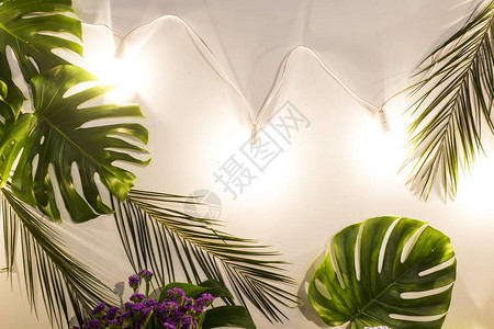 热带树叶和花朵白色的背景背景图片
