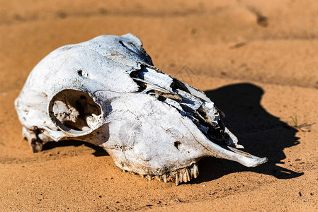 躺在沙漠滩上的羊头骨紧的脑壳默拉林图片