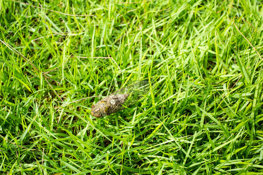 绿草背景中的蝉昆虫图片