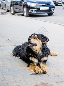 狗在有汽车的道路附近的人行道上休息动物在人图片