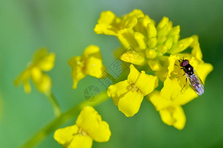 昆虫从花瓣中收集花蜜和花粉在春天的花图片