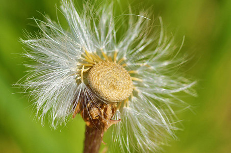 春末的花朵消退了它们变成图片