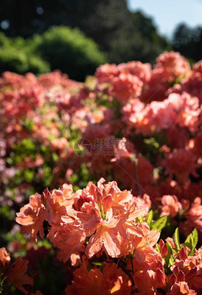 杜鹃花开着不同颜色的花图片