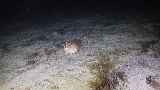 在夜深潜水时绵羊蟹沿着沙底沿海平面行走图片