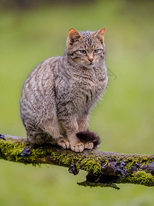 欧洲野猫Felis图片