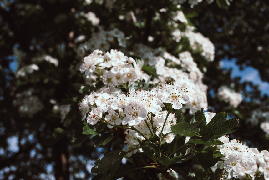 春天自然背景山楂的白花图片