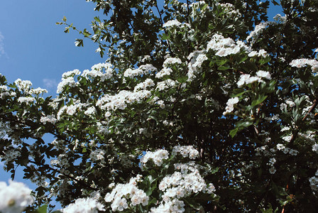树上的山楂花山楂的春天自然背景白花背景图片