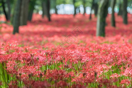 红蜘蛛百合花坛的特写图片