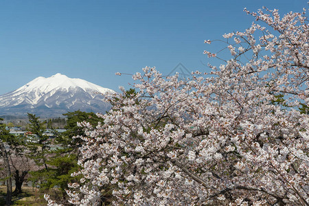 岩井山和樱花之在春天岩井山是一座位于Tsugaru平原西南部图片