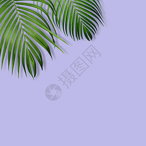 紫背景的绿色热带绿树叶复制图片