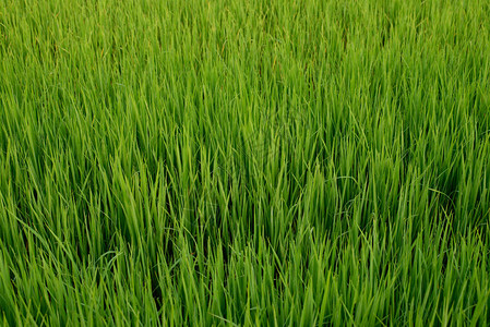 清晨的稻田图片