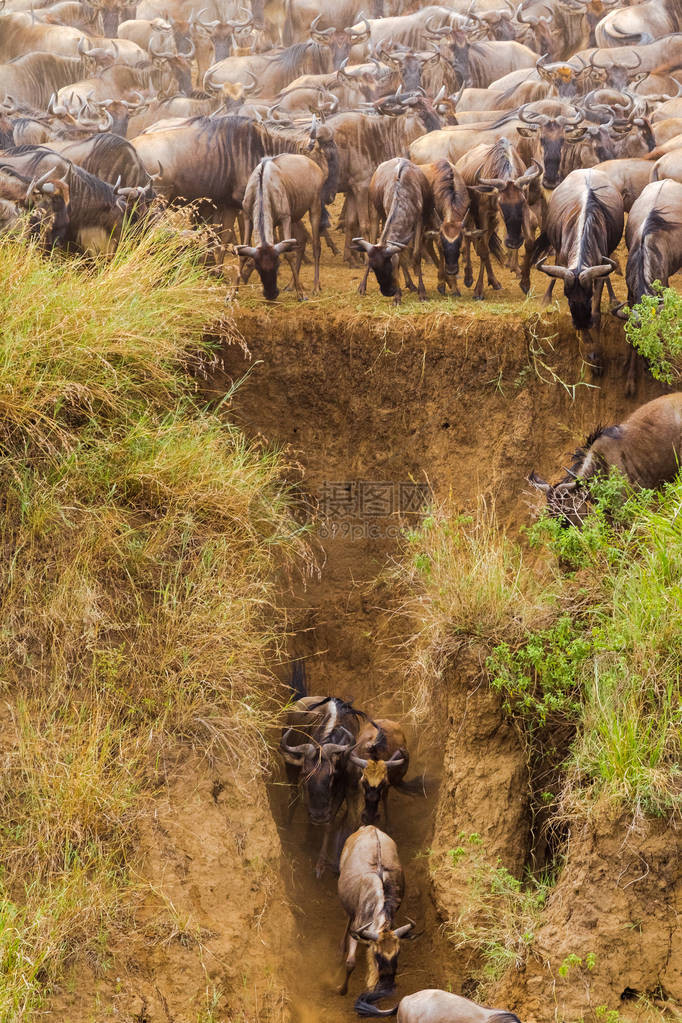 羚羊大规模迁徙的开始非洲图片
