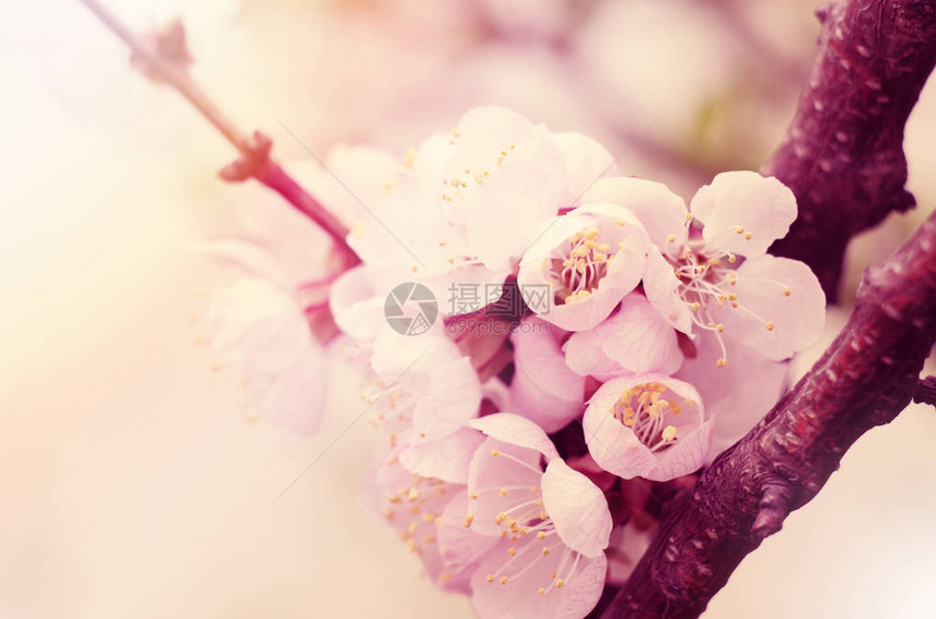 花园里盛开的杏仁美丽的春季背景和古图片