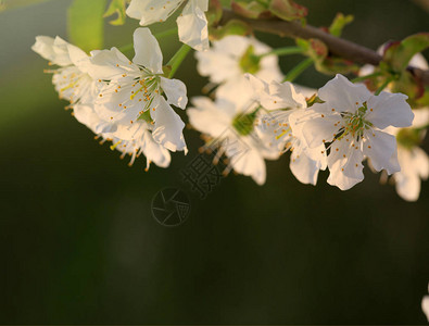 樱花上的光芒Cherry的花朵在绿色模糊的图片