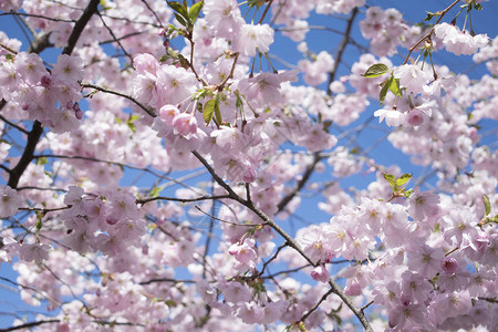 春天背景蓝色天空上美丽的樱花树背景图片