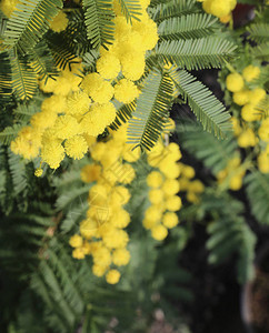 春天盛开的黄色含羞草花象征着大爱图片