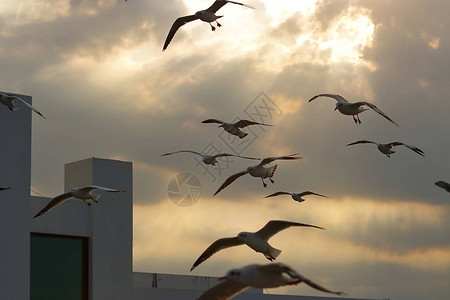 海鸥在日落之间的黄昏天空上飞翔图片