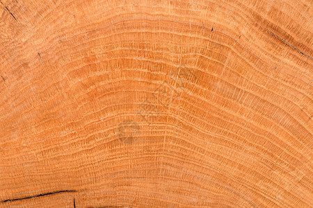 橡树的堆积被砍掉树干有年环的部图片