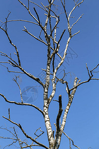 在天空背景的老桦树图片