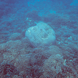 珊瑚礁和热带海底世界的水下景观在热带海域潜水和浮潜旅游概图片