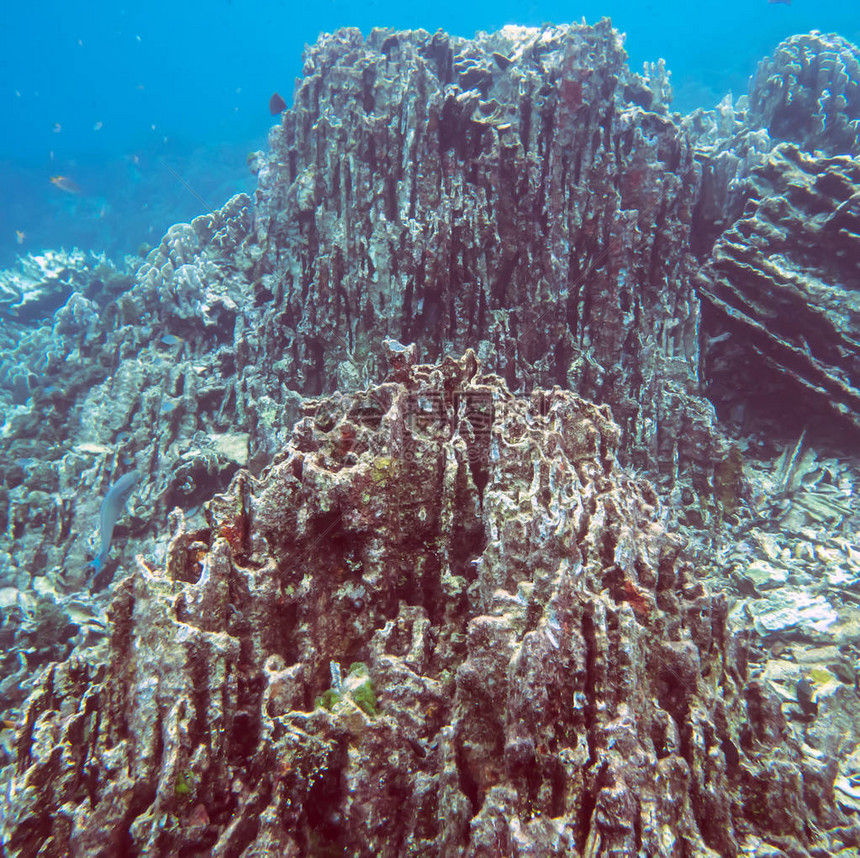 珊瑚礁和热带海底世界的水下景观在热带海域潜水和浮潜旅游概图片