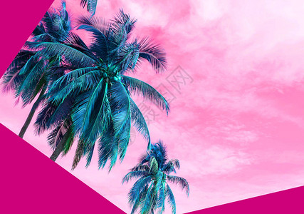 夏日概念椰子树沙滩时尚色彩风格图片